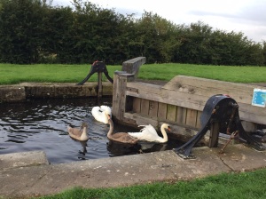 Swans at Condor Green 